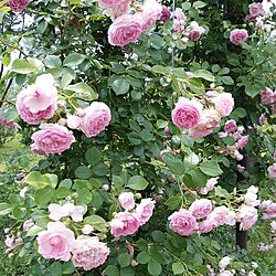 おでかけ/薔薇の公園のインテリア実例 - 2014-06-25 18:37:52