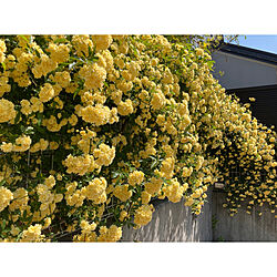 モッコウバラ黄色/モッコウバラ/2021.4.21/植物のある暮らし/玄関/入り口のインテリア実例 - 2021-04-21 23:33:09