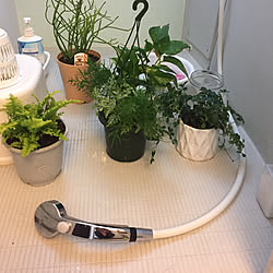 明日は本気にて片付けます/観葉植物のある暮らし/土を片付ける為観葉植物/片付けなれない女ザンスㅠ_ㅠ/床に寝てますΣ⊙▃⊙川...などのインテリア実例 - 2018-12-28 21:16:00