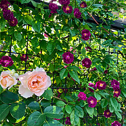 バラpicばかりでスミマセン/ファイルフェンブラウ/庭の花/植物のある暮らし/花のある暮らし...などのインテリア実例 - 2020-05-14 18:26:34