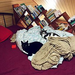 ロフト本棚/ロフトベッド/寒くなりました/ベッドを占拠する猫/白キジのん...などのインテリア実例 - 2021-10-20 00:08:18
