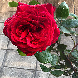 庭/ガーデニング/薔薇/薔薇が好き/薔薇のある暮らし...などのインテリア実例 - 2021-05-02 23:00:44