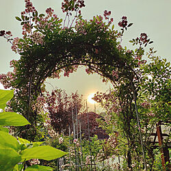 garden/お庭/はるかすみ/セプタードアイル/薔薇のアーチ...などのインテリア実例 - 2020-06-06 21:40:55