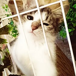 猫/子猫/リビングのインテリア実例 - 2016-11-04 08:02:34