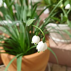 キッチン/リラックスタイム/スノーフレーク/花のある暮らし/花に癒される٩(๑>◡<๑)۶♡...などのインテリア実例 - 2023-03-27 00:47:03