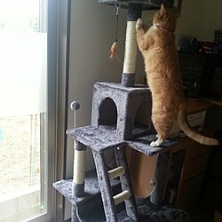 猫タワーのインテリア実例 - 2017-05-21 14:02:52