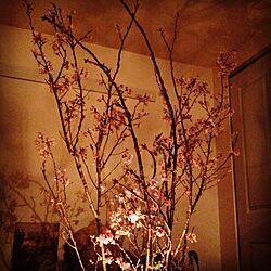 リビング/植物/桜/照明のインテリア実例 - 2014-03-27 00:27:35