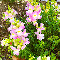 ピンク/庭/お花/緑/お花のある暮らし...などのインテリア実例 - 2019-04-16 12:44:28