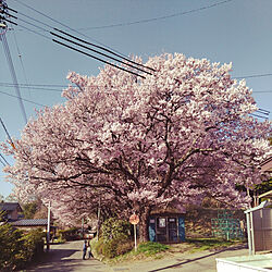 部屋全体/桜/桜の町/どこもかしこも桜がのインテリア実例 - 2022-04-09 17:02:12
