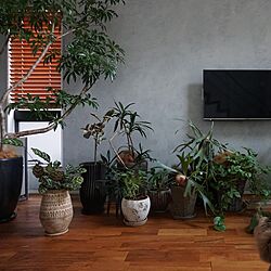 猫と植物/シェフレラ/リビング/植物のある暮らしのインテリア実例 - 2021-03-13 16:14:43