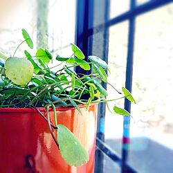 plant clip/植物/ウォーターマッシュルーム/ウォーターコイン/出窓のインテリア実例 - 2014-03-09 09:00:01