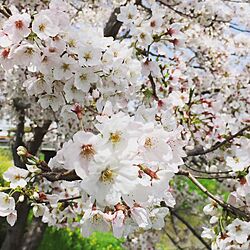 玄関/入り口/毎年綺麗な桜/桜並木/今年の桜のインテリア実例 - 2017-04-12 15:32:18