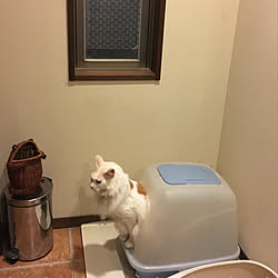 バス/トイレ/お食事中の方失礼します.../トイレ中/保護猫/猫との暮らし...などのインテリア実例 - 2018-08-27 00:10:32