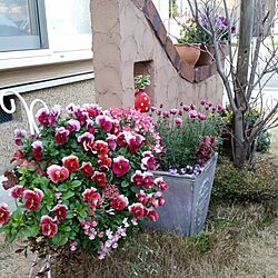 玄関/入り口/お花のある暮らしのインテリア実例 - 2016-02-28 17:11:25