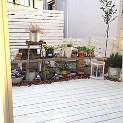 玄関/入り口/植物/雑貨/DIY/庭...などのインテリア実例 - 2013-03-19 17:13:31