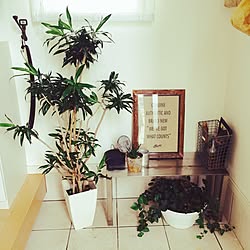 玄関/入り口/観葉植物/旦那君作ステンレスMy Shelf/カメラマークを消したくて(ㆀ˘･з･˘)/連投ごめんなさい( ᵕ́ૢ‧̮ᵕ̀ૢ)のインテリア実例 - 2015-07-11 15:05:09