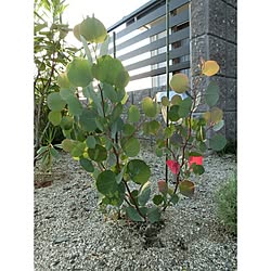 玄関/入り口/植物/日替わり投稿企画!木曜日/花壇/ユーカリポポラスのインテリア実例 - 2017-05-11 18:56:23