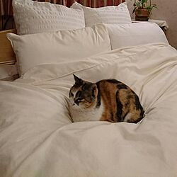 猫のいる部屋のインテリア実例 - 2017-04-09 18:51:13