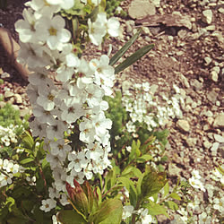 白い花が好き/春の陽気/玄関/入り口のインテリア実例 - 2019-04-24 16:29:17