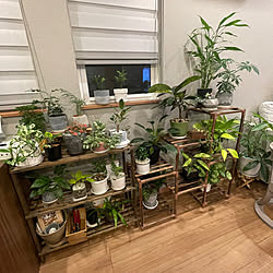 観葉植物のある部屋/ピレア/クロトン/アスプレニウム/飾り棚...などのインテリア実例 - 2023-05-28 21:32:03