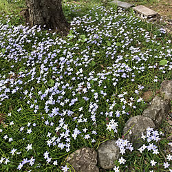 庭/ハナニラ/花のある暮らし/季節の花/季節を感じる...などのインテリア実例 - 2020-03-29 13:21:16