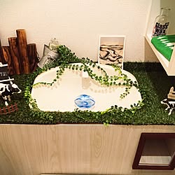 バス/トイレ/セリア/タンクレス DIY/牧場風/観葉植物のインテリア実例 - 2016-10-03 12:17:04