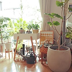 リビング/観葉植物のある暮らし/こどもと暮らす/グリーンのある暮らし/北欧インテリア...などのインテリア実例 - 2023-07-05 10:27:37