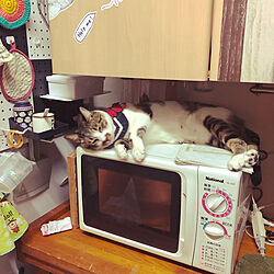 レンジの上で寝る猫/ねこのいる風景/白キジのん/晩御飯は電子レンジが大活躍/キッチンのインテリア実例 - 2021-04-27 20:24:37