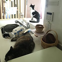 キッチン/R2D2/猫のいる日常/猫との生活/月ちゃん...などのインテリア実例 - 2016-06-05 14:25:07