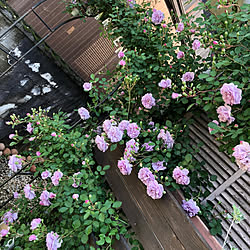 ガーデニング/DIY/バラのある庭/バラのインテリア実例 - 2021-05-09 19:55:59
