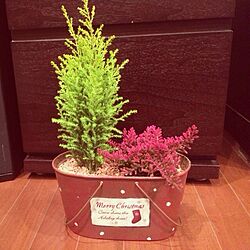 観葉植物/植物/クリスマスのインテリア実例 - 2013-12-14 18:10:20