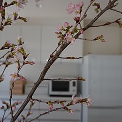 積水ハウス/花のある生活/積水ハウス　イズロイエ/春の花/花のある暮らしのインテリア実例 - 2023-04-01 02:02:39