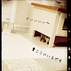 リビング/☆chula☆/犬部♪のインテリア実例 - 2014-08-14 21:33:40