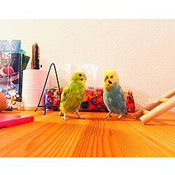 机/インコと暮らす家/IKEAのインテリア実例 - 2016-01-04 18:30:16