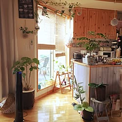 リビング/カメラマークを消したくて/観葉植物/中古住宅/植物のある暮らし...などのインテリア実例 - 2016-07-07 14:26:41