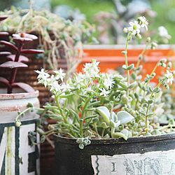 玄関/入り口/植物のある暮らし/グリーンのある暮らし/花のある風景/マイガーデン...などのインテリア実例 - 2017-06-19 15:11:22