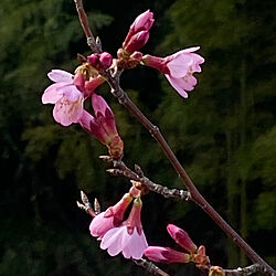 寒い日/晴れ/満開/八分咲き/三分咲きの桜♡...などのインテリア実例 - 2020-02-29 16:49:21