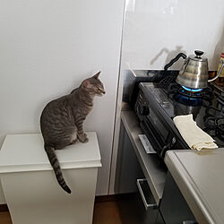 キッチン/猫/一人暮らしのインテリア実例 - 2019-05-08 14:35:42