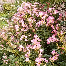 部屋全体/薔薇が好き/山野草/花のある暮らし/花が好き...などのインテリア実例 - 2017-06-01 17:05:14