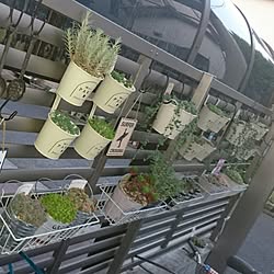 玄関/入り口/多肉植物/たにく★セダム/多肉初心者/建て売りだけど…可愛くしたい(^^;...などのインテリア実例 - 2017-05-05 18:34:18