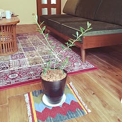 部屋全体/ウニコソファ/観葉植物/中古住宅/観葉植物ビギナー...などのインテリア実例 - 2015-11-24 09:09:29