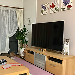 ファブリックパネル手作り/レースのカーテン/猫のいる日常/猫のいる暮らし/こわもての猫...などのインテリア実例 - 2021-10-07 18:15:50