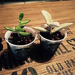 部屋全体/男前/多肉植物/観葉植物/STARBUCKS COFFEEのインテリア実例 - 2015-08-11 14:02:51