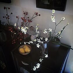 棚/レモン/梅/庭の花/食器棚...などのインテリア実例 - 2016-02-16 16:33:26