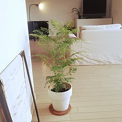 部屋全体/植物/ｼﾞｬｶﾗﾝﾀﾞ/IKEAのインテリア実例 - 2014-07-19 06:19:28