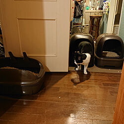 猫トイレ/ねこのいる日常/ニャンとも清潔トイレ/ねこと暮らす。/ニャンともと暮らす...などのインテリア実例 - 2020-04-08 18:51:41