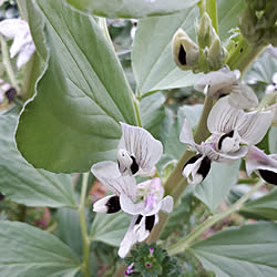 バス/トイレ/植物のある暮らし/ばす、トイレではありませんが(^◇^;)/野菜の花/４月の花...などのインテリア実例 - 2021-04-05 10:43:28