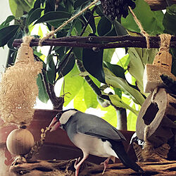 植物棚/インコと暮らす家/文鳥のいる暮らし/観葉植物のある暮らし/棚のインテリア実例 - 2021-12-05 00:27:10