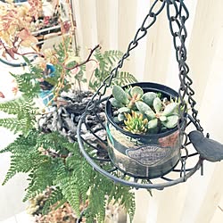 玄関/入り口/多肉植物寄せ植え/多肉植物リメイク缶/デコパージュリメイク缶/多肉植物...などのインテリア実例 - 2016-02-01 13:59:21