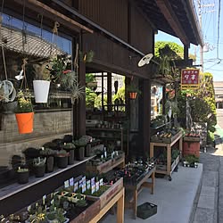 ベッド周り/Dohraku/多肉植物/植物屋さん/自宅じゃなくてすみません...などのインテリア実例 - 2017-05-05 19:01:02